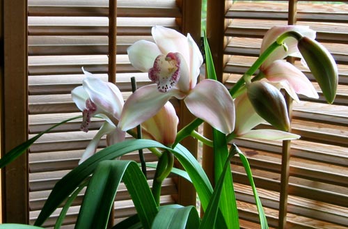 Shaded Orchids - Photographed by Annie Fox