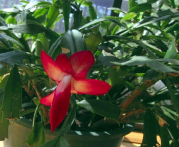 Christmas cactus bloom