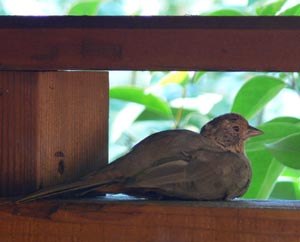 Resting place - photo by Annie Fox