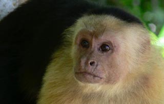 White-faced capucin monkey.