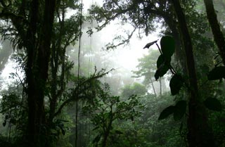 White-faced capucin monkey.